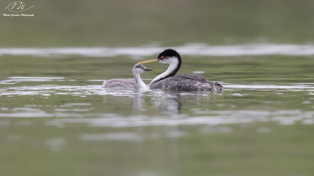 Stacks Image 15